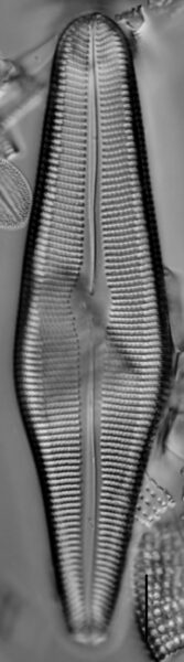 Gomphoneis herculeana var. lowei LM6