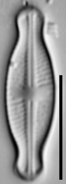 Sellaphora javanica LM2