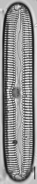 Pinnularia streptoraphe LM5