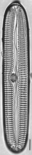 Pinnularia streptoraphe LM1