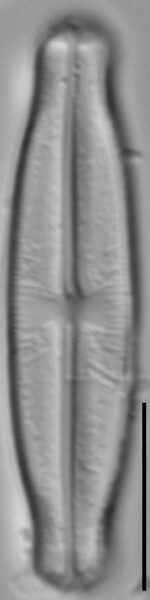 Sellaphora stauroneioides LM2