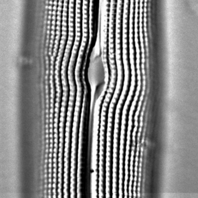 Gyrosigma attenuatum LM2