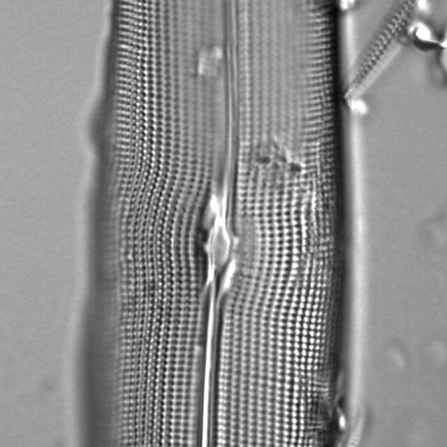 Gyrosigma attenuatum LM3