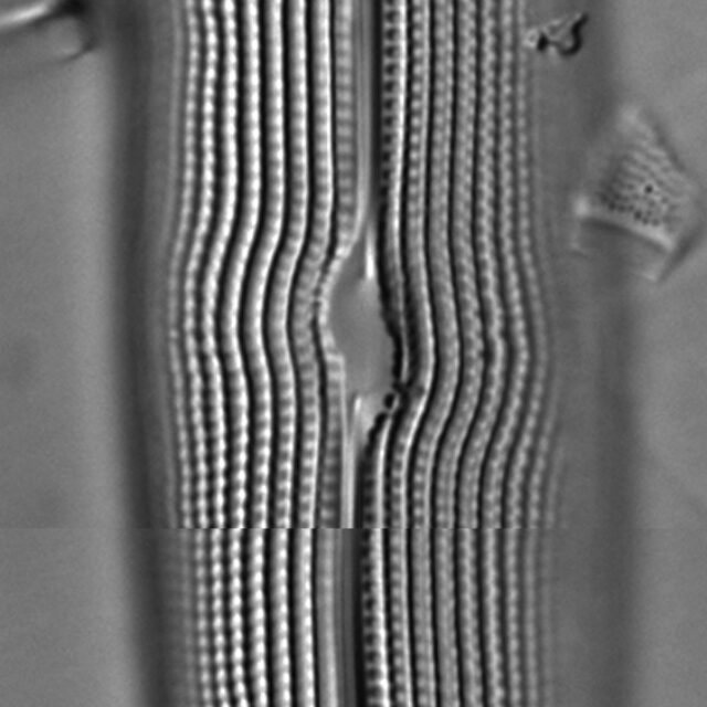 Gyrosigma attenuatum LM7