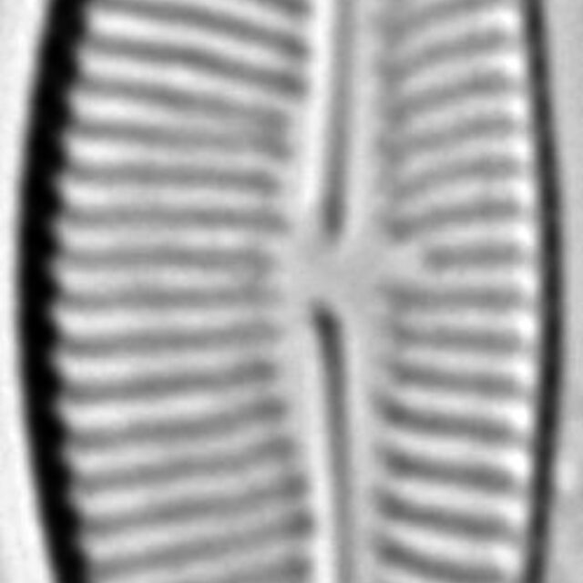 Encyonema hamsherae LM3