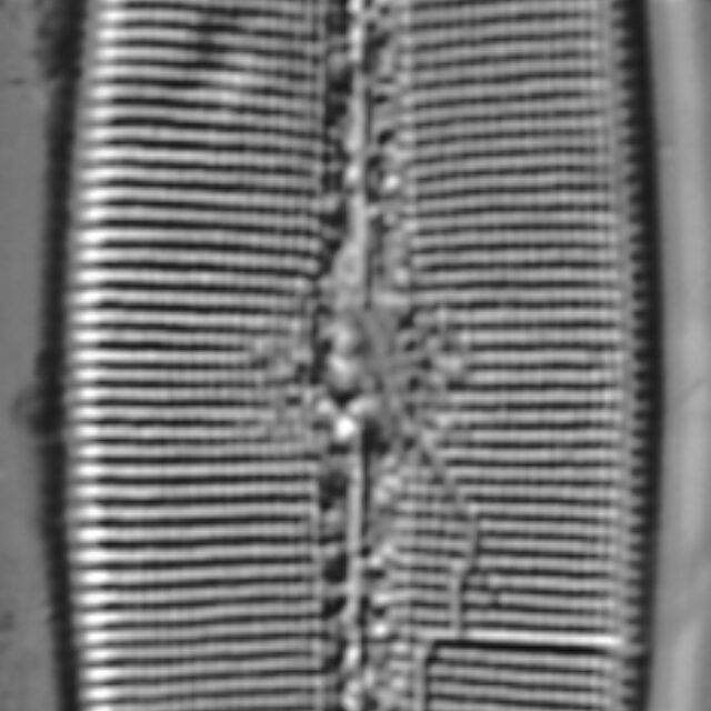 Craticula coloradensis LM1