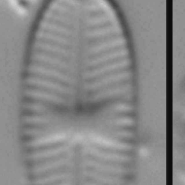 Sellaphora nigri LM3