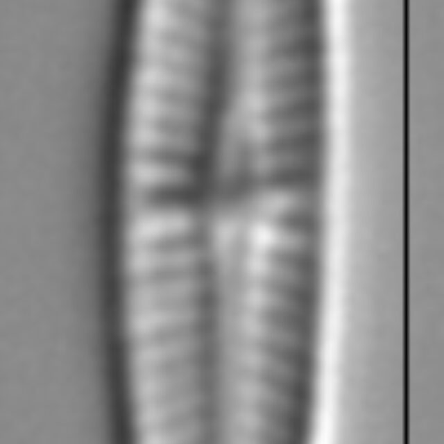 Achnanthidium minutissimum LM6