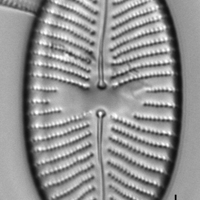 Placoneis amphibola LM1