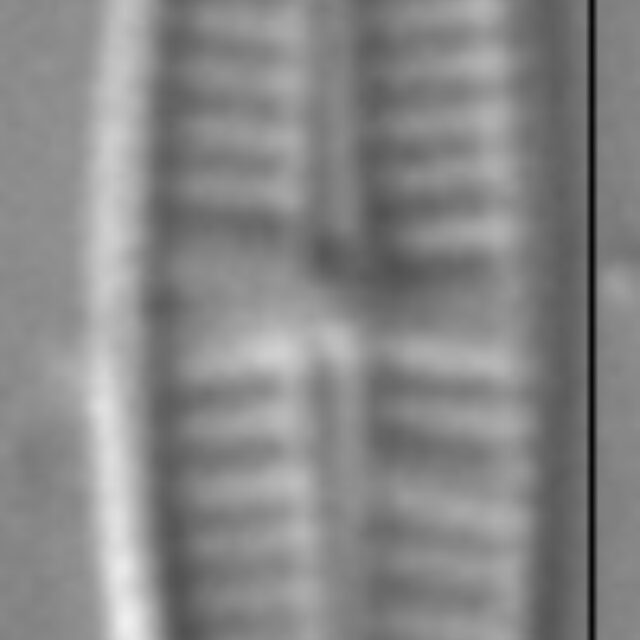 Achnanthidium pyrenaicum LM3