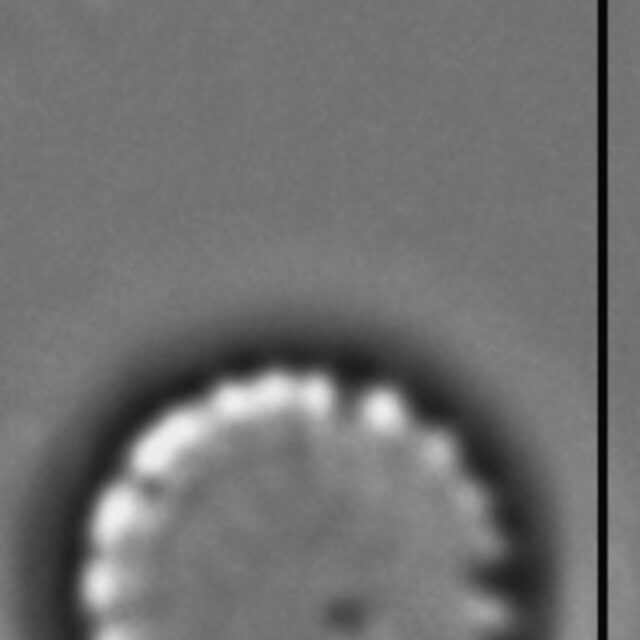 Cyclotella atomus LM3