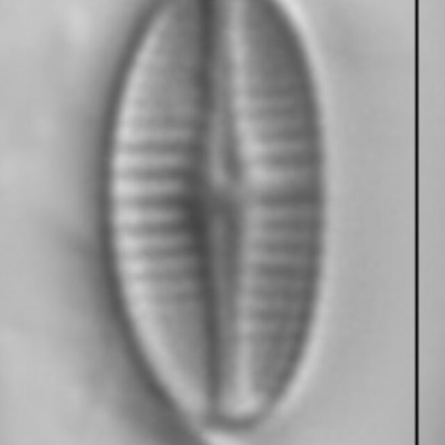 Achnanthidium rivulare LM1