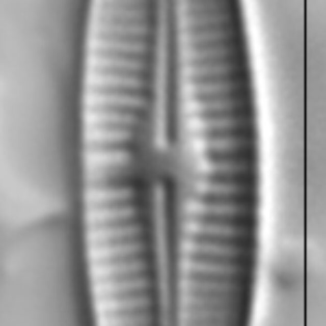 Achnanthidium rivulare LM3