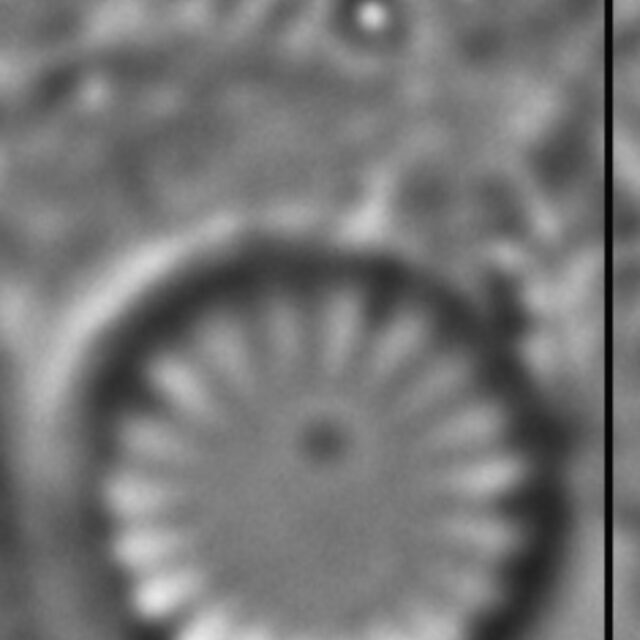 Cyclotella atomus LM8