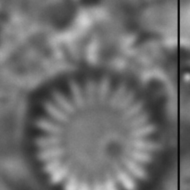 Cyclotella atomus LM9