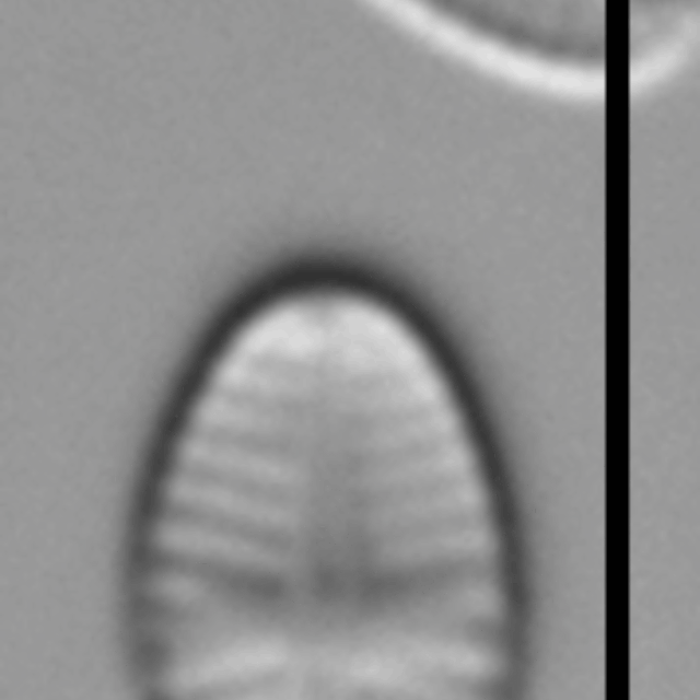 Sellaphora nigri LM4