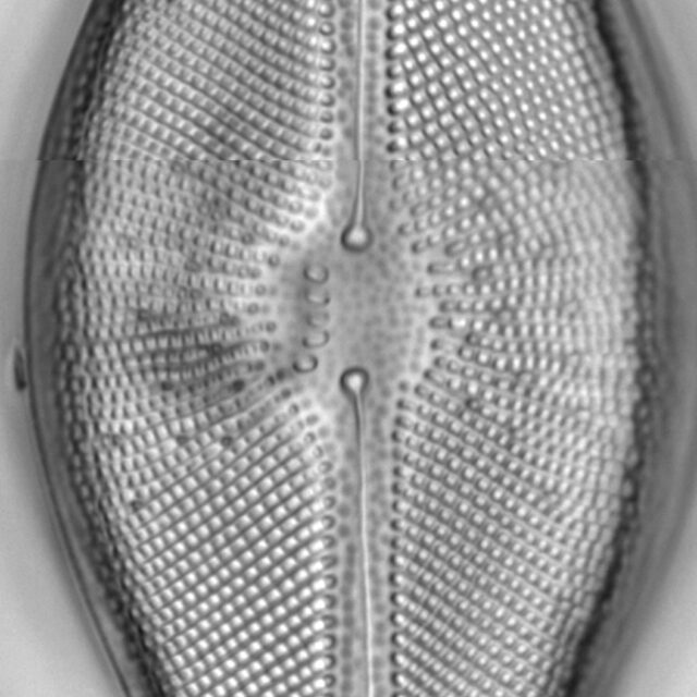 Didymosphenia geminata LM4