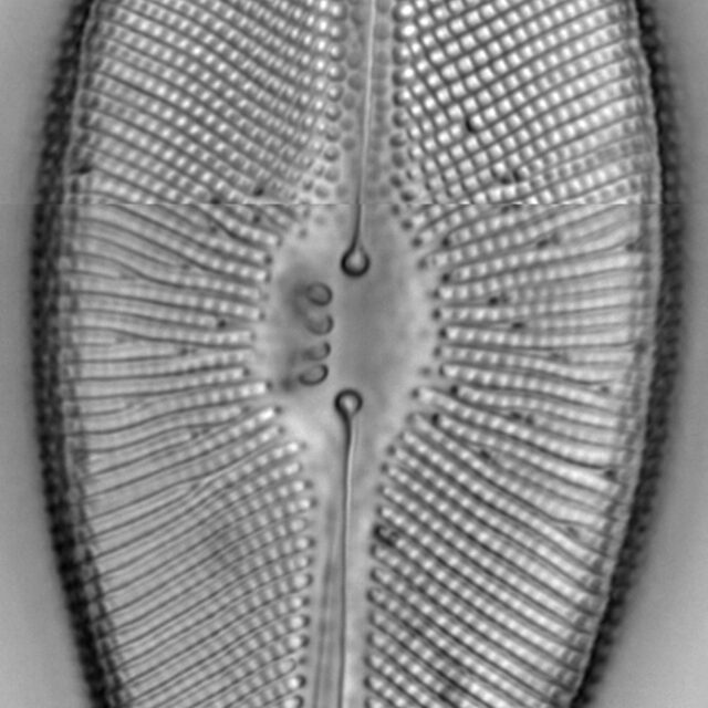 Didymosphenia geminata LM6