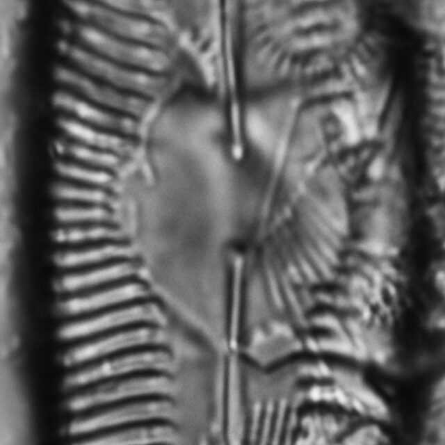 Pinnularia decrescens LM6