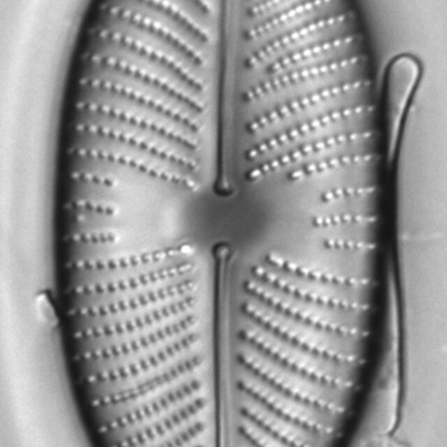 Placoneis amphibola LM5