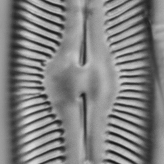 Pinnularia decrescens LM5