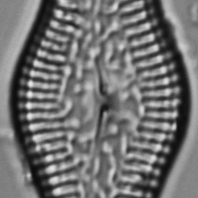 Pinnularia turgidula LM6