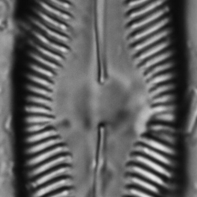 Pinnularia decrescens LM4