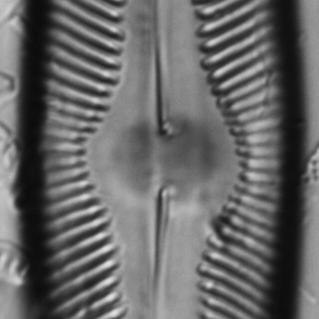 Pinnularia decrescens LM3