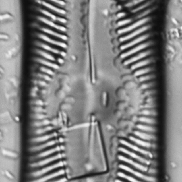 Pinnularia undula var. major LM5