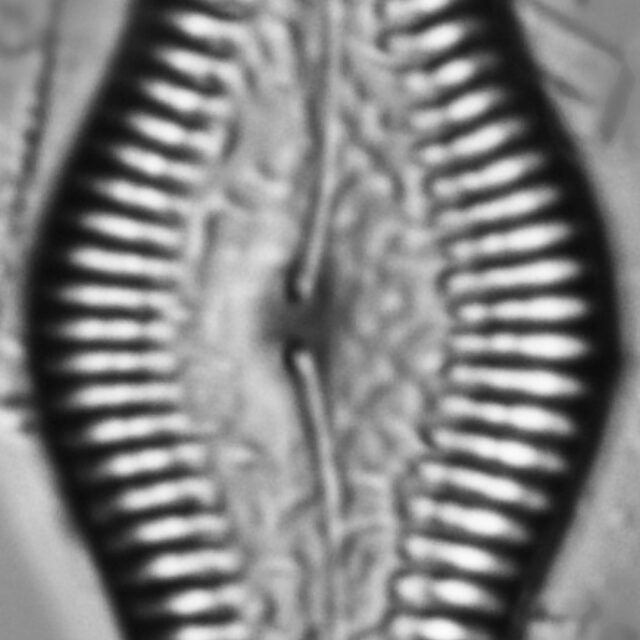 Pinnularia turgidula LM7