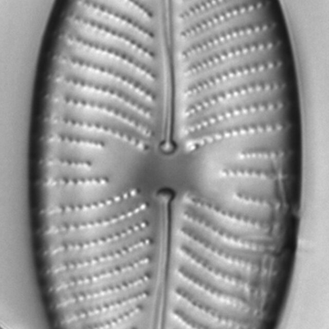 Placoneis amphibola LM2