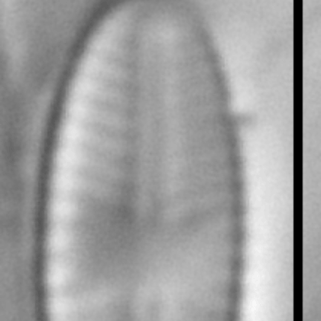 Sellaphora atomoides LM7