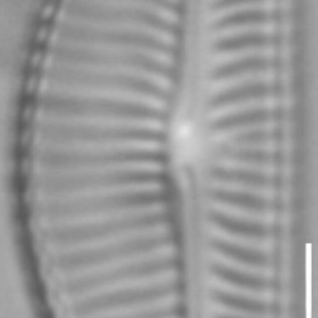 Encyonema hamsherae LM4