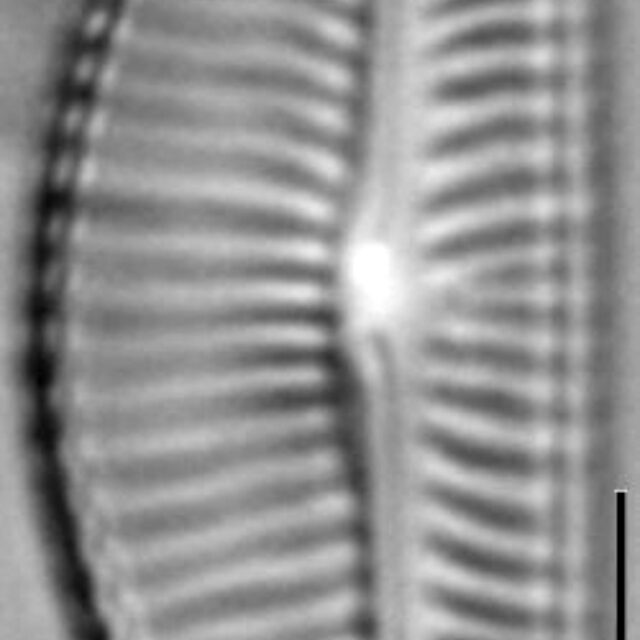 Encyonema hamsherae LM6