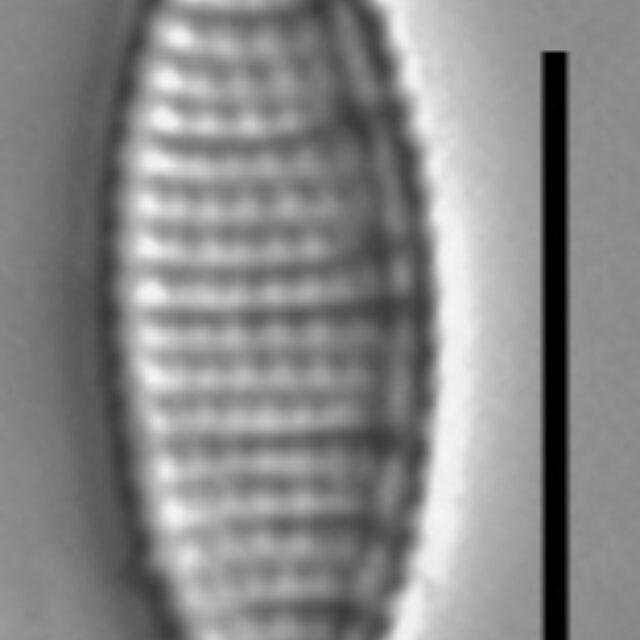 Nitzschia semirobusta LM1