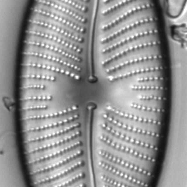 Placoneis amphibola LM3