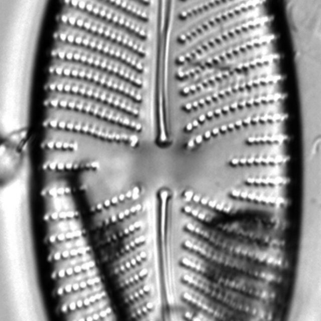 Placoneis amphibola LM4