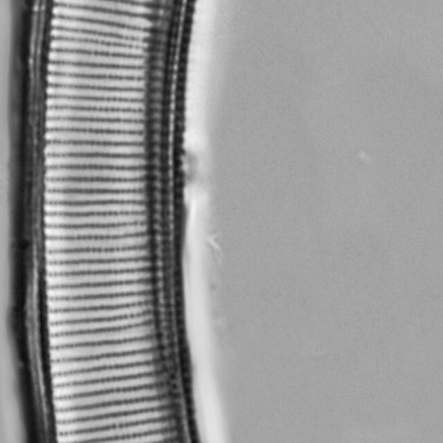 Eunotia pseudoparallela LM1