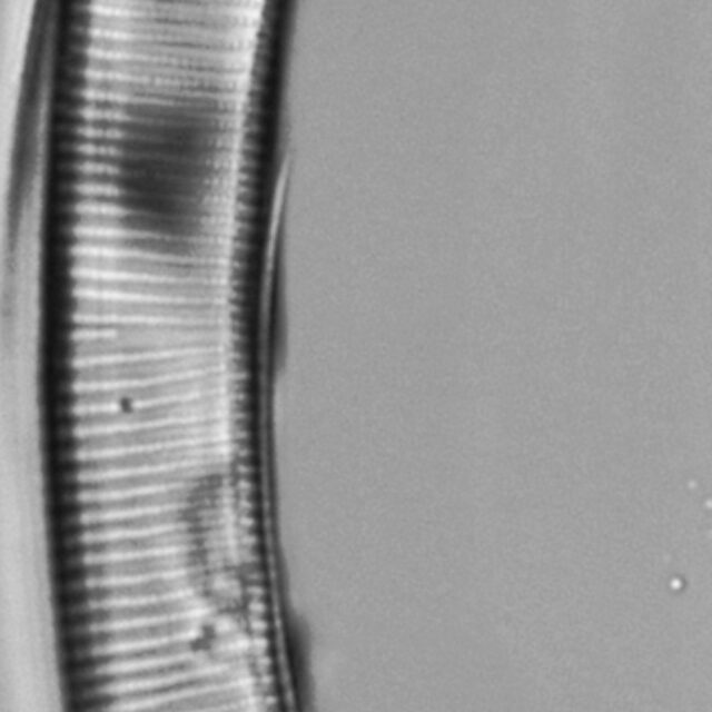 Eunotia pseudoparallela LM2