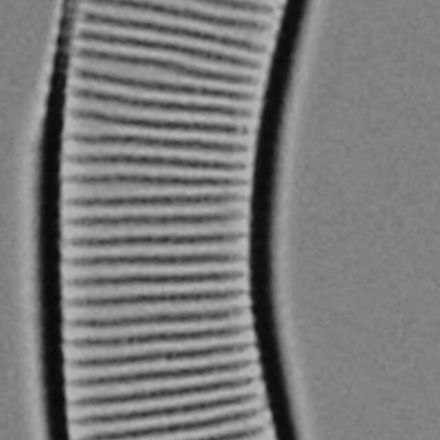 Eunotia pseudoparallela LM7