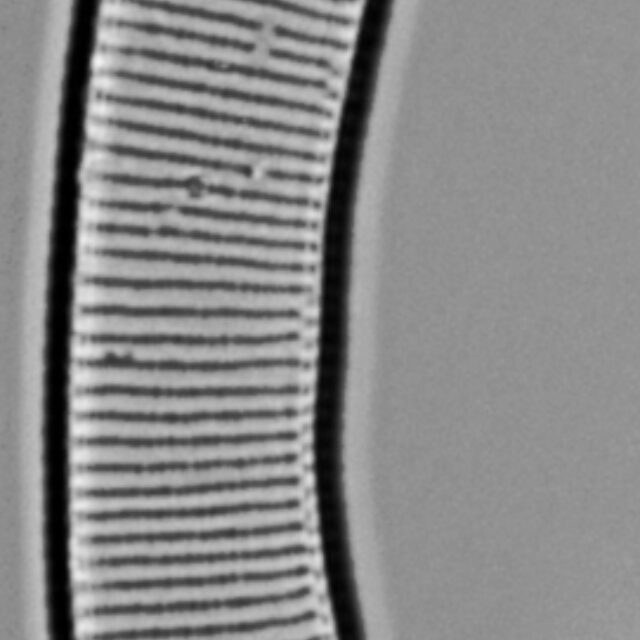 Eunotia pseudoparallela LM6