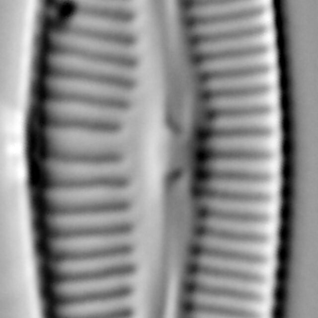 Delicata verena LM1