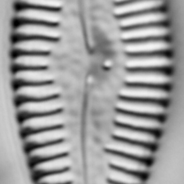 Gomphonema manubrium LM2