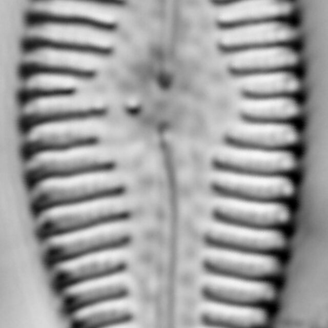 Gomphonema manubrium LM3