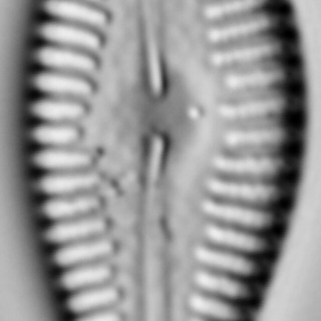 Gomphonema manubrium LM4