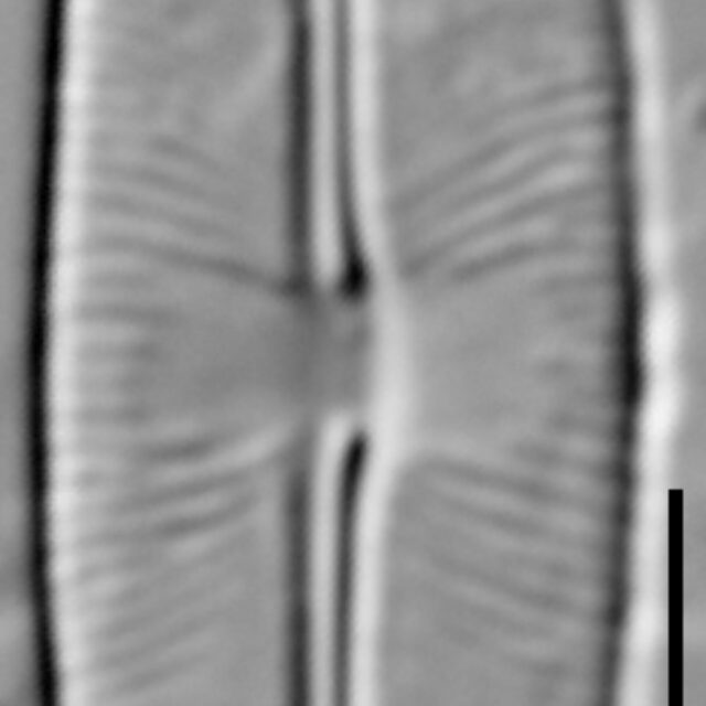 Sellaphora stauroneioides LM1