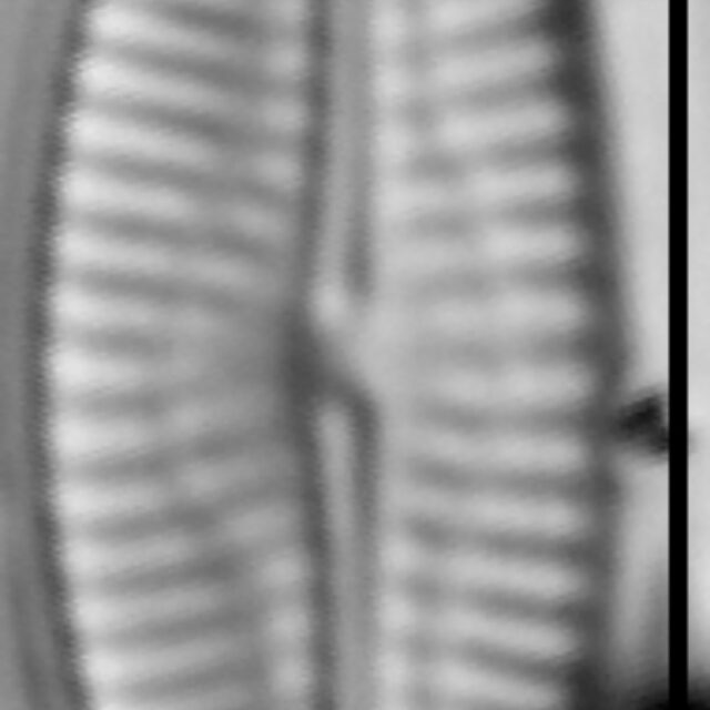 Pseudofallacia monoculata LM1