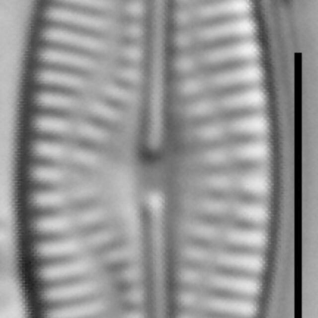 Pseudofallacia monoculata LM2