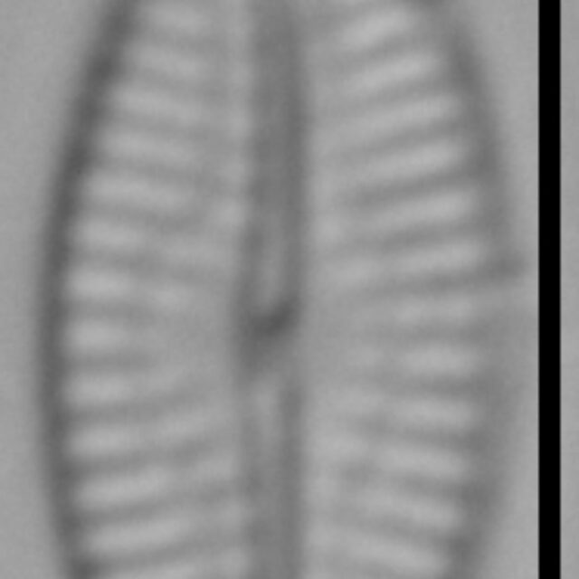 Pseudofallacia monoculata LM3