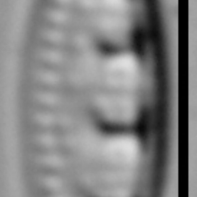 Stauroneis thermicola LM6